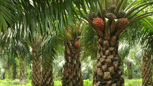 Langkah-Langkah-Budidaya-Kelapa-sawit