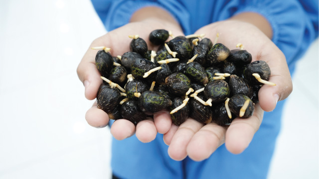 PT-Binasawit-Makmur-Konsisten-di-Tengah-Persaingan-Industri-Benih-Kelapa-Sawit-Indonesia